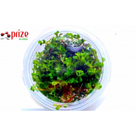 Rotala Mexicana Bangladesh - İn Vitro 120cc / Orta Plan ve Arka Plan Bitkisi