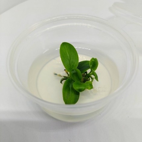 Anubias nana pinto greenIN ViTRO CUP Canlı bitki 30 CC CUP