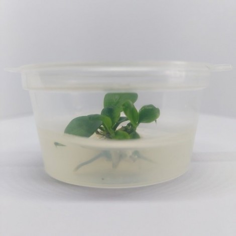 Anubias nana pinto greenIN ViTRO CUP Canlı bitki 30 CC CUP