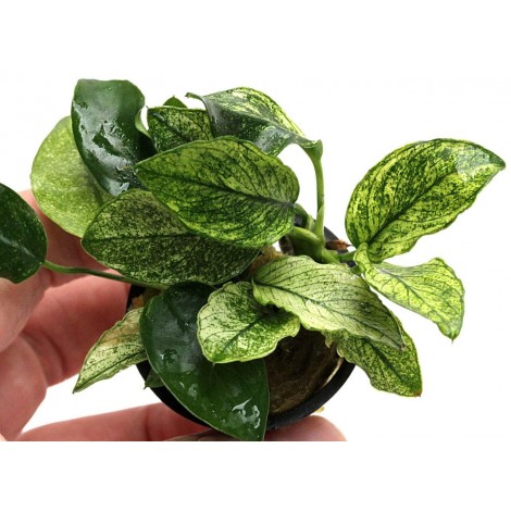 Anubias nana pinto greenIN ViTRO CUP Canlı bitki 30 CC CUP