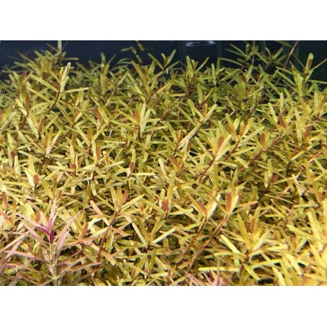 Rotala Manipurensis IN ViTRO CUP Canlı bitki 200 CC canlı bitki