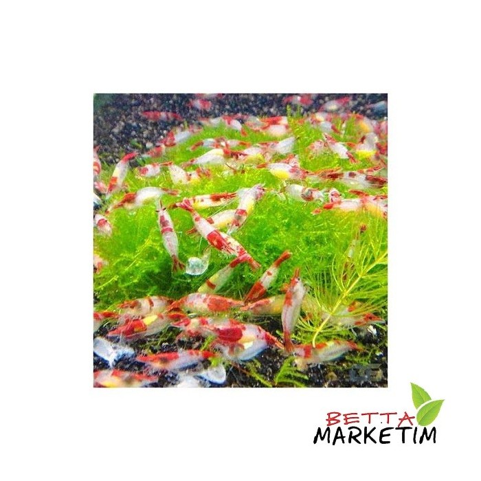 Red Rili Karides 5 Li Paket