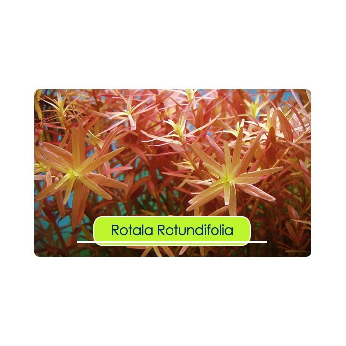 Rotala ROTUNDIFOLIA 1 Bağ Canlı Bitki