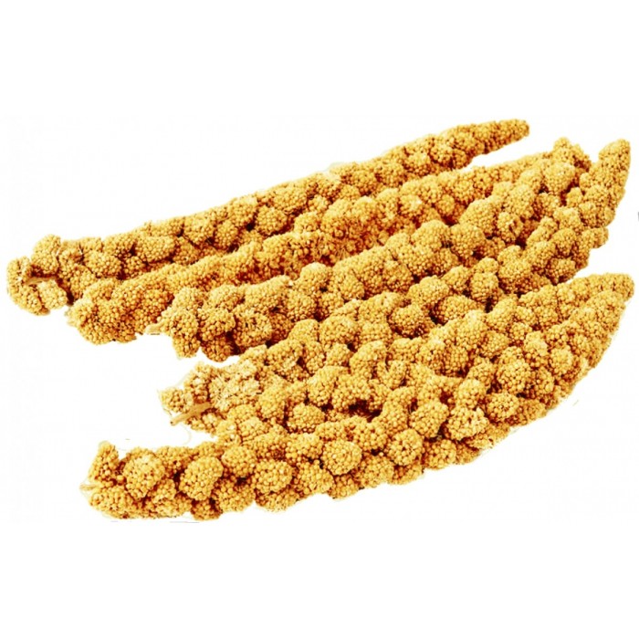 Sarı Dal Darı 1000gr. (Yeni Mahsul)