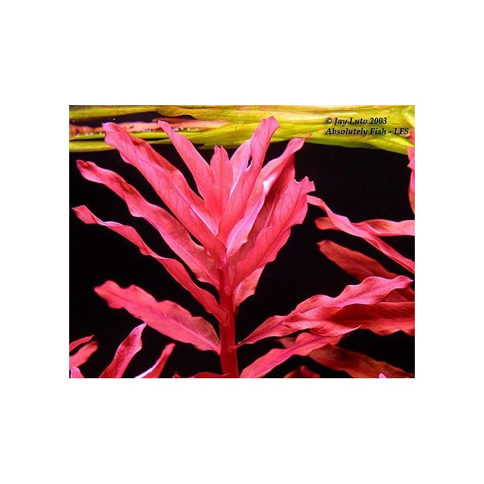 Ammania Gracilis 1BAĞ CANLI BİTKİ