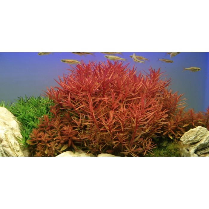 Ammania Gracilis 1BAĞ CANLI BİTKİ
