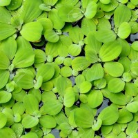 Pistia Stratiotes - Su Üstü Bitkisi 50 Adet