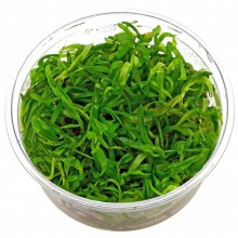 Heteranthera Stargrass In Vitro /ORTA VE ARKAPLAN Canlı Bitki