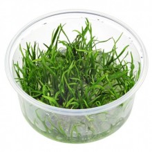 Lilaeopsis Brasiliensis 120CC Vitro / ZEMİN BİTKİSİ