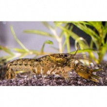 Cambarellus Diminutus Cüce Kerevit