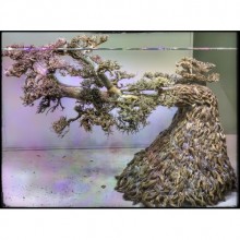 Bonsai Ağaç Özel Tasarım Akvaryum Dekor 60 x 35 x 42h