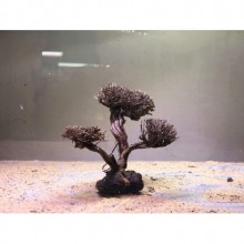 Ağaç Dekoru 15-20cm Arası Dallı Budaklı