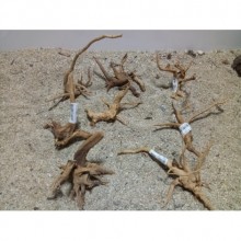 Spider Wood Çöl Kütüğü XS Boy 5-10cm