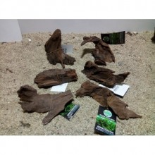 Mangrov Kütük S Boy (10-15 cm)