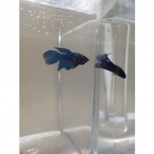 Veiltail Betta Erkek 1 Adet 2,5-3,5cm arası