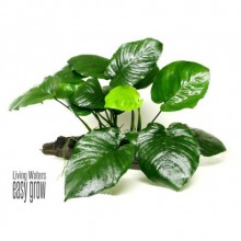 Anubias barteri 'broad leaf' 1Kök -25-30-35cm Boyunda