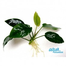 Anubias Nana 1 Kök Canlı Bitki