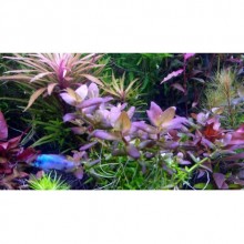 Bacopa Araguaia VİTRO JAR 200CC /CANLI BİTKİ