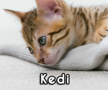 4'LÜ BANNER