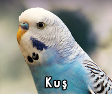 4'LÜ BANNER