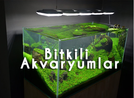 Bitkili Akvaryumlar