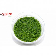 Hemianthus Callitrichoides Cuba Vitro 100cc /H02c Zemin Bitkisi