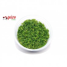 Micranthemum Monte Carlo - İn Vitro / Zemin Bitkisi