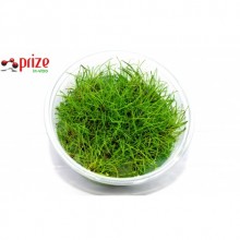 Eleocharis Parvula Mini - İn Vitro / Zemin Bitkisi