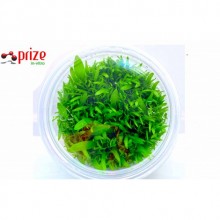 Utricularia Graminifolia 120CC Vitro  / Zemin Bitkisi