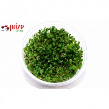 Glossostigma Elatinoides Vitro 100cc /G01 Zemin Bitkisi Kolay