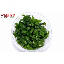 Staurogyne Repens Vitro 100cc / S04 Zemin Bitkisi