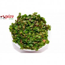 Ammania Sp Bonsai (Cüce) - İn Vitro 120cc / Ön Plan ve Orta Plan Bitkisi
