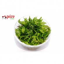 Pogestemon Erectus - İn Vitro 120cc / Orta Plan ve Arka Plan Bitkisi