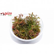 Palustris Cuba Vitro 100cc / Orta Plan ve Arka Plan Bitkisi