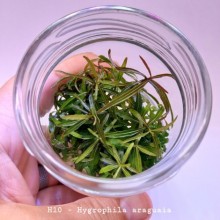 Hygrophila araguaia IN ViTRO CUP Canlı bitki 200 CC DEV KAVANOZ