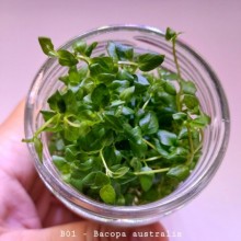 Bacopa australis IN ViTRO CUP Canlı bitki  200 CC DEV KAVANOZ