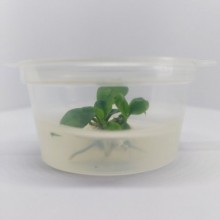 Anubias nana pinto greenIN ViTRO CUP Canlı bitki 30 CC CUP