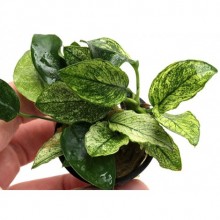 Anubias nana pinto greenIN ViTRO CUP Canlı bitki 30 CC CUP