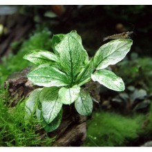 Anubias nana pinto greenIN ViTRO CUP Canlı bitki 30 CC CUP