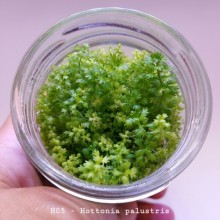 Hottonia palustris IN ViTRO CUP Canlı bitki 200 CC DEV KAVANOZ