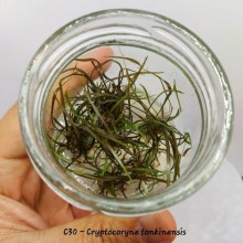 Cryptocoryne tonkinensis IN ViTRO CUP Canlı bitki 200 CC DEV KAVANOZ