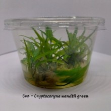 Cryptocoryne wendtii green IN ViTRO CUP Canlı bitki 100cc CC CUP