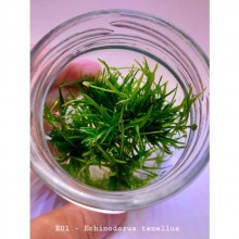 Echinodorus tenellus IN ViTRO CUP Canlı bitki 200 CC DEV KAVANOZ