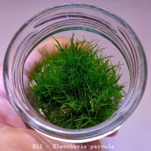 Eleocharis parvula IN ViTRO CUP Canlı bitki 200 CC DEV KAVANOZ