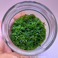 Rotala Manipurensis IN ViTRO CUP Canlı bitki 200 CC canlı bitki