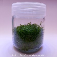 Rotala Manipurensis IN ViTRO CUP Canlı bitki 200 CC canlı bitki