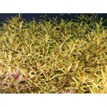 Rotala Manipurensis IN ViTRO CUP Canlı bitki 200 CC canlı bitki