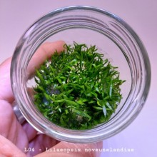 Lilaeopsis novaezelandiae IN ViTRO CUP Canlı bitki 200 CC DEV KAVANOZ (l04j)