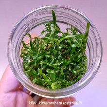 Heteranthera zosterifolia IN ViTRO CUP Canlı bitki 200 CC DEV KAVANOZ