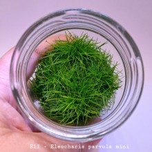Eleocharis parvula mini IN ViTRO CUP Canlı bitki 200CC DEV KAVANOZ